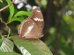 Hypolimnas bolina bolina