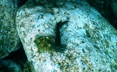 Ophioblennius steindachneri