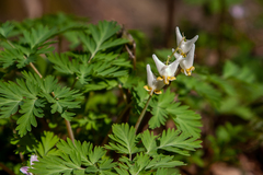 Dicentra canadensis