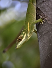 Anolis noblei