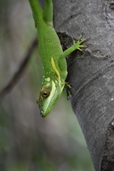Anolis noblei