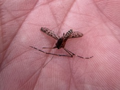 Culiseta particeps