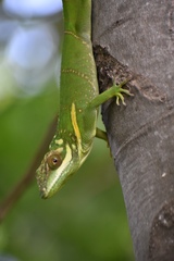Anolis noblei