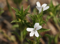 Dyschoriste costata