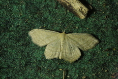 Scopula virgulata