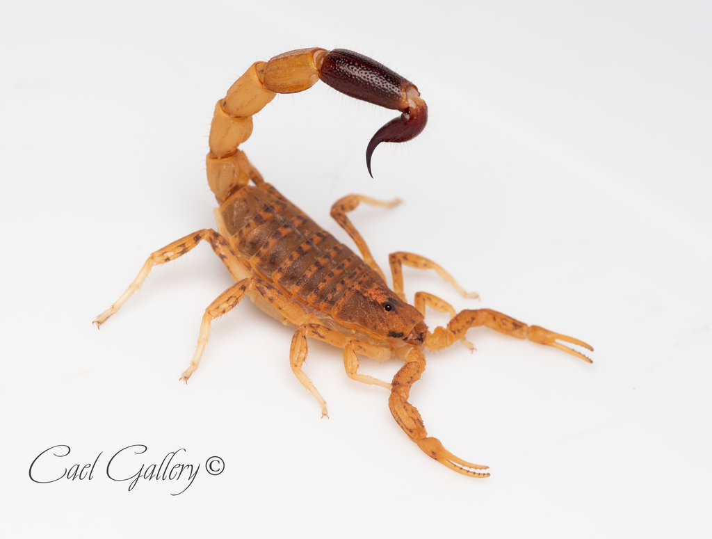 Isometroides vescus