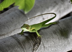 Anolis noblei