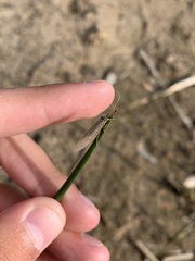 Chilostigma itascae