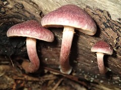 Gymnopilus purpuratus