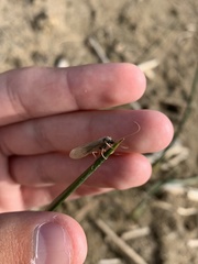 Chilostigma itascae