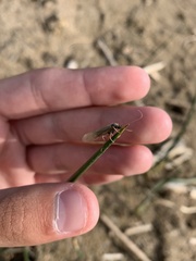 Chilostigma itascae