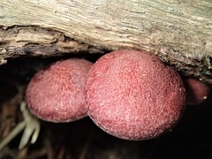 Gymnopilus purpuratus