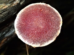 Gymnopilus purpuratus