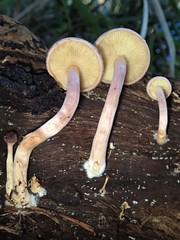Gymnopilus purpuratus