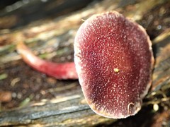 Gymnopilus purpuratus