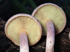 Gymnopilus purpuratus