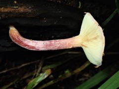 Gymnopilus purpuratus