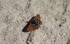 Euphydryas editha