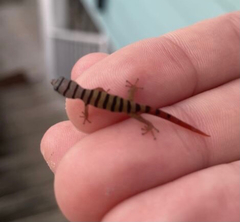 Sphaerodactylus
