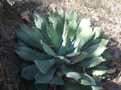 Agave guadalajarana