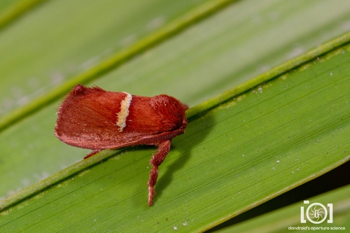 Pin-striped Slug Moth