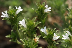 Dyschoriste costata