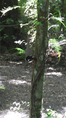 Petroica macrocephala