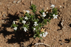 Dyschoriste costata