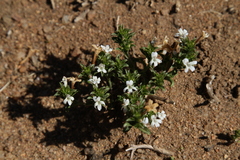 Dyschoriste costata