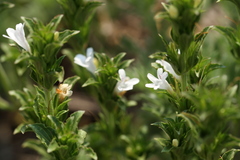Dyschoriste costata