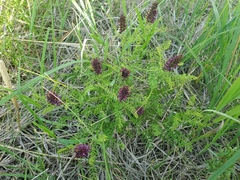 Amorpha nana