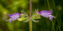 Penstemon rattanii