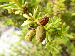 Podocarpus laetus × Podocarpus nivalis