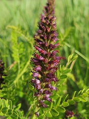 Amorpha nana