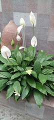 Spathiphyllum