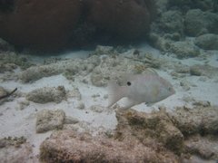 Lachnolaimus maximus