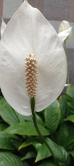 Spathiphyllum