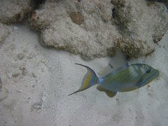 Balistes vetula