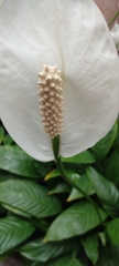Spathiphyllum