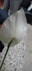 Spathiphyllum