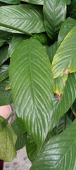 Spathiphyllum