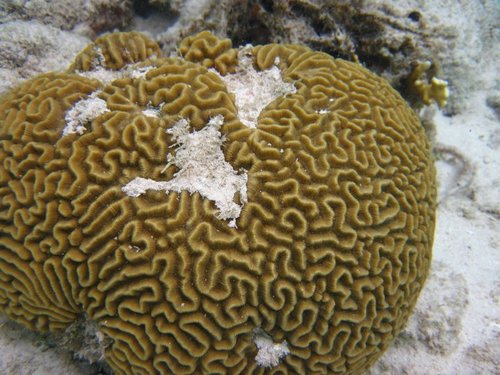 Symmetrical Brain Coral, photo 5 of 8