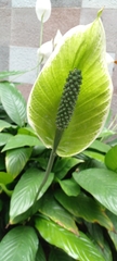 Spathiphyllum