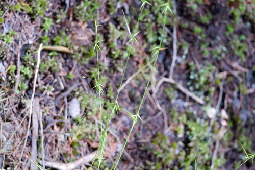 Image of Carex collinsii by (c) Bonnie Semmling, some rights reserved (CC BY)