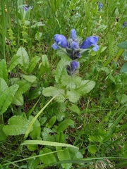Dracocephalum grandiflorum
