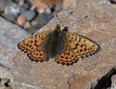 Boloria astarte
