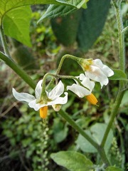 Solanum nigrescens
