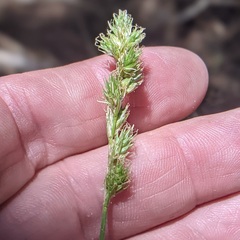 Carex fracta