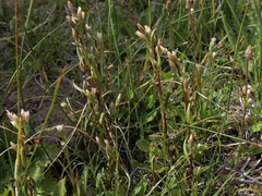 Gentianella amarella acuta
