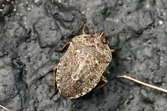 Hymenarcys nervosa